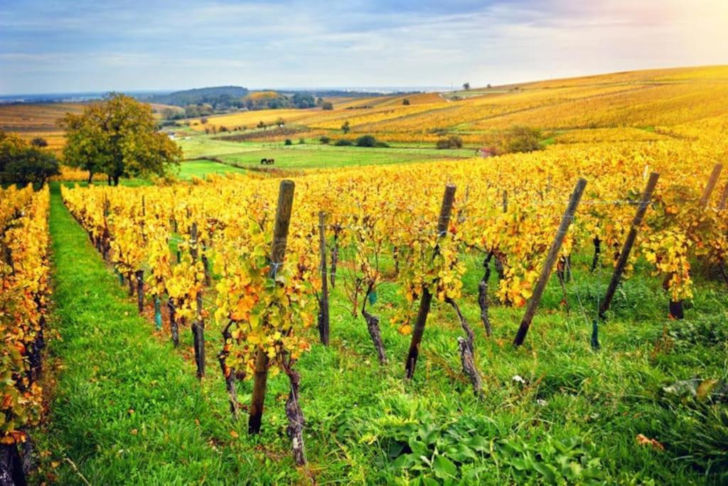 Appartement Cosy - Centre De Barr - Route Des Vins מראה חיצוני תמונה